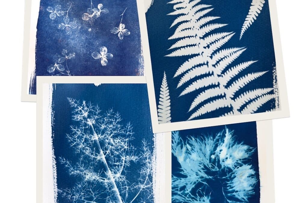 Cyanotypes: Printing in the sun